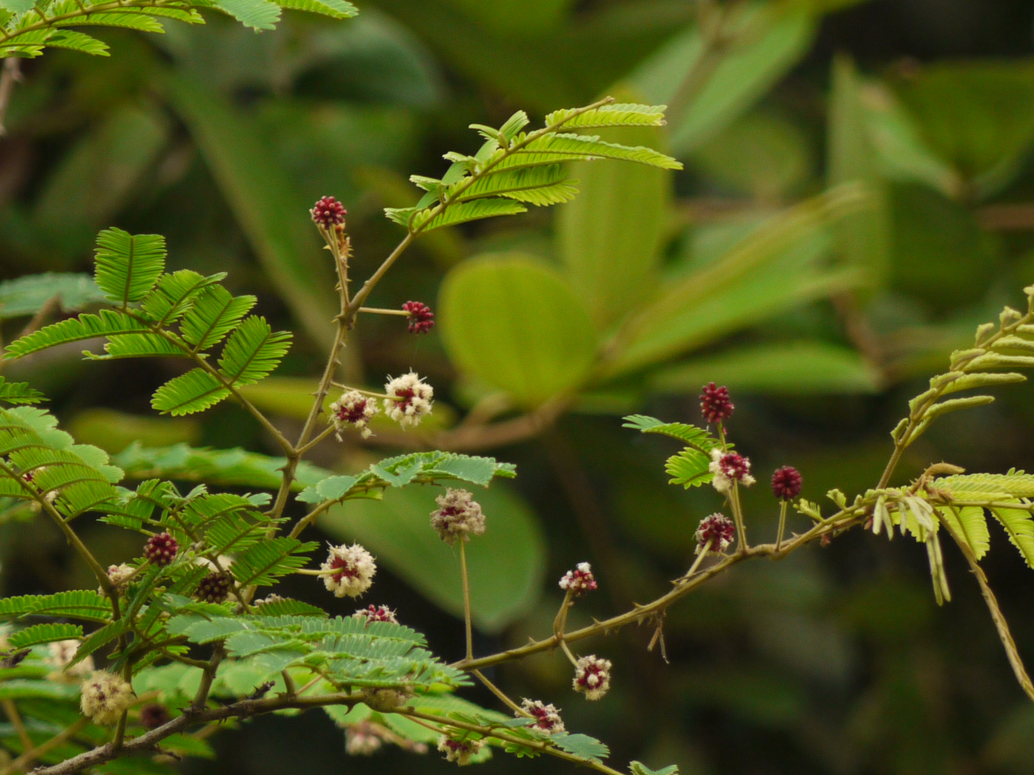Phytotherapeutic potential of common tropical garden herbs in hair care